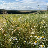 Kräuter am Wanderweg
