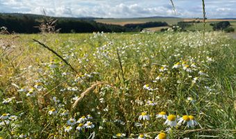 Kräuter am Wanderweg