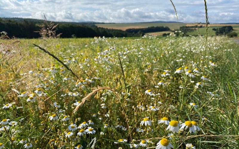Kräuter am Wanderweg