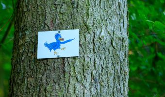 Kuckuck am Wanderweg